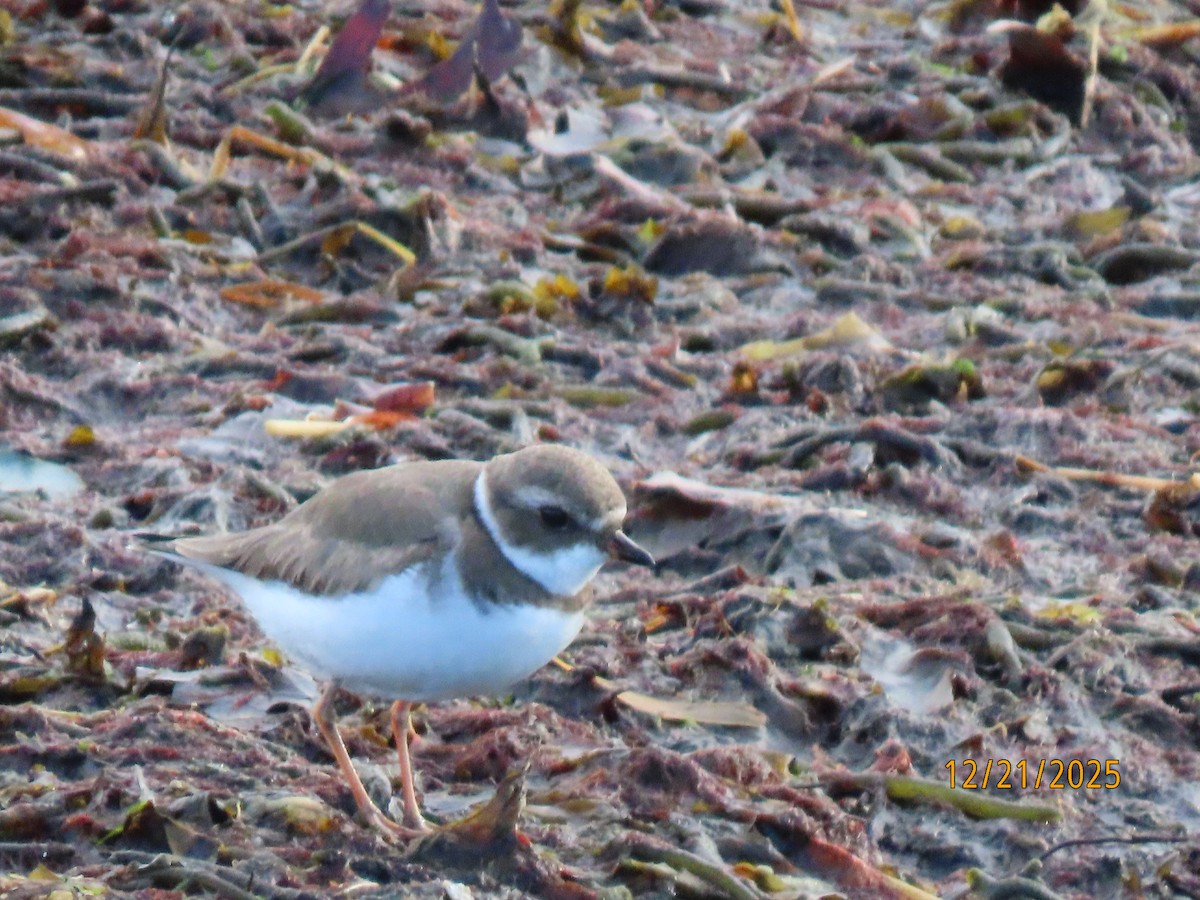 Semipalmated Plover - ML647312750