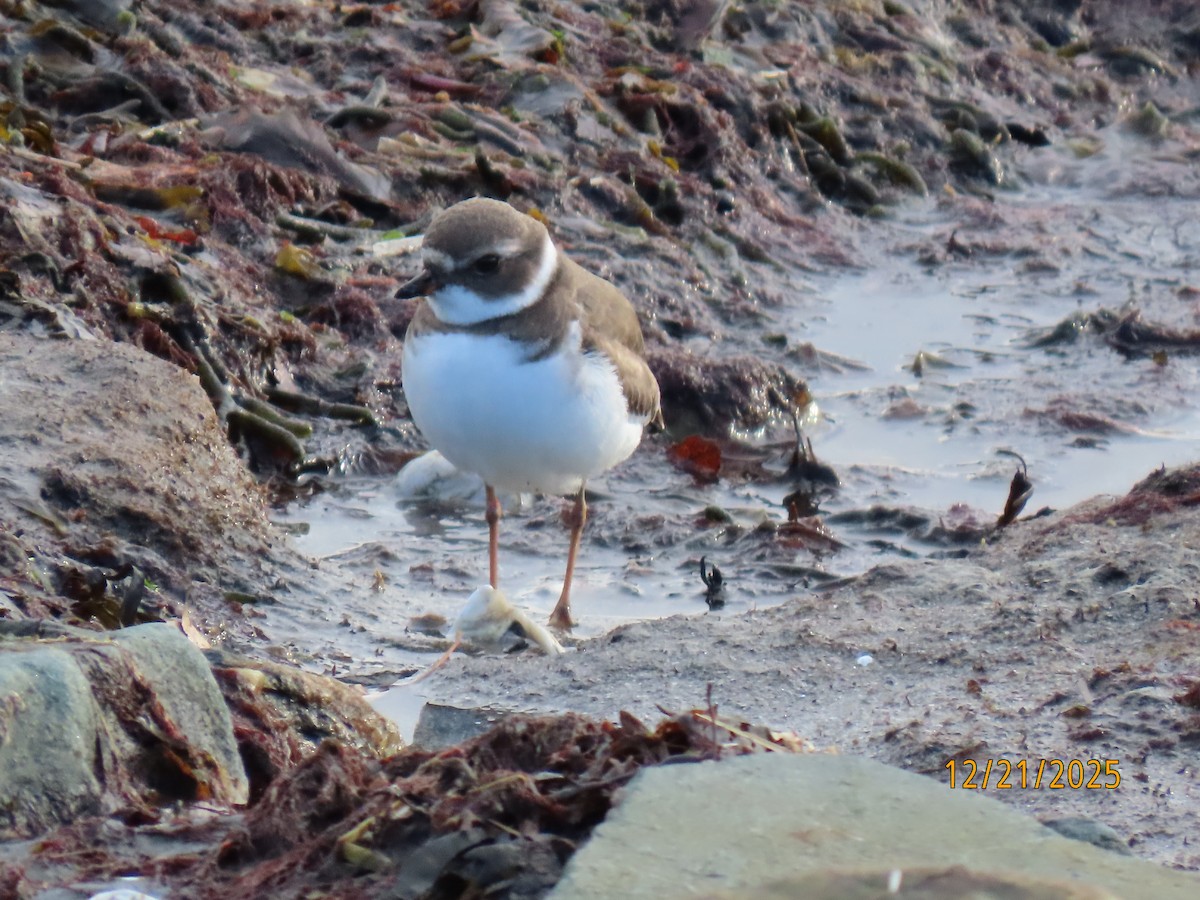 Semipalmated Plover - ML647312751