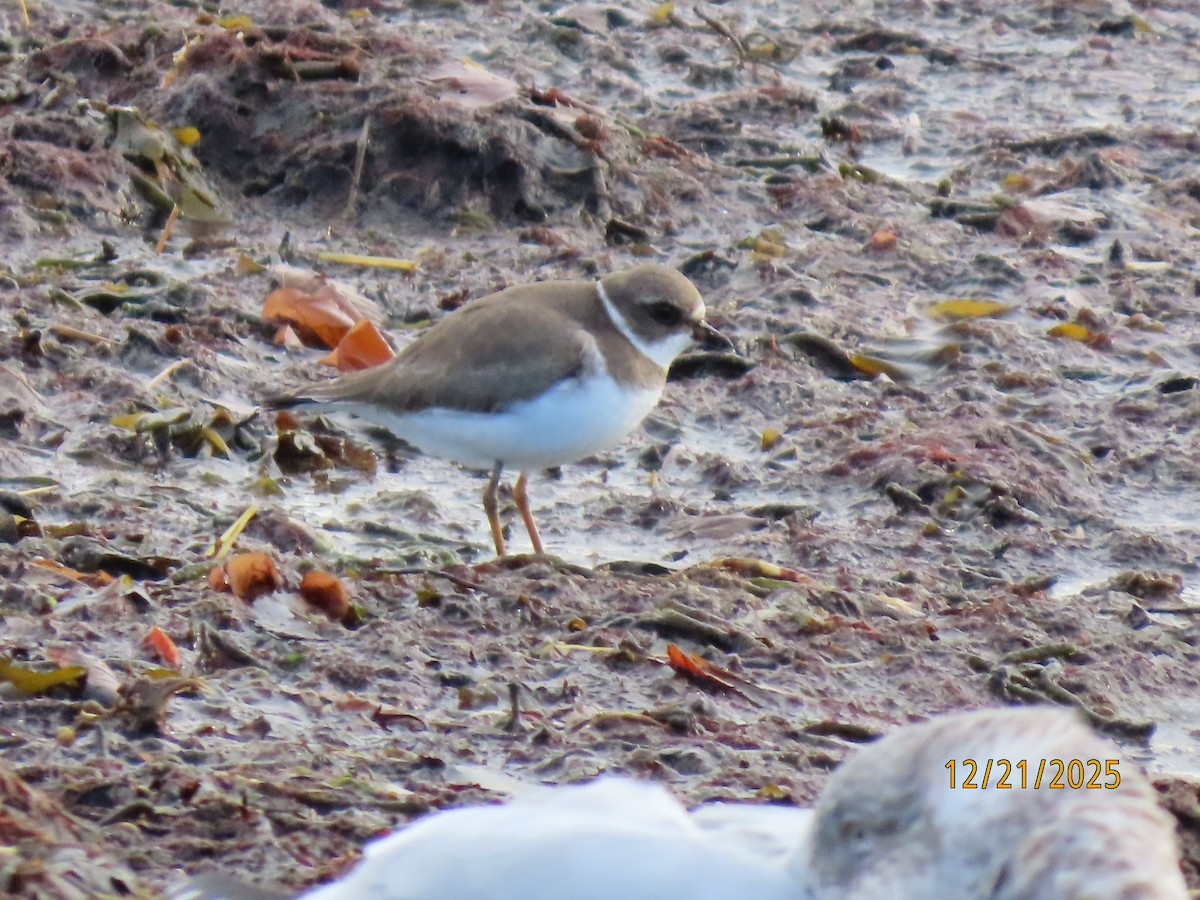 Semipalmated Plover - ML647312752
