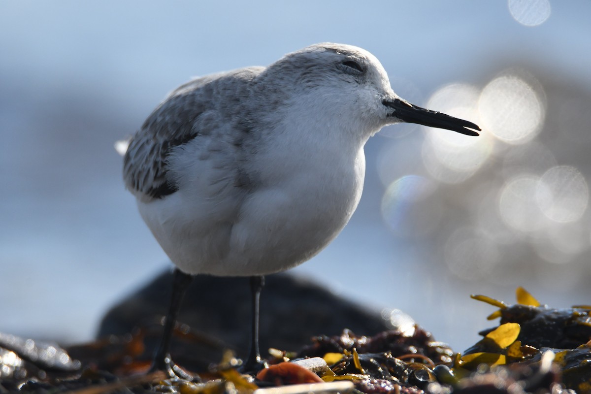 Sanderling - ML647312753