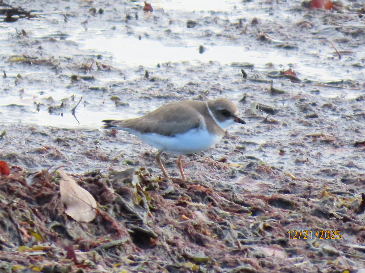 Semipalmated Plover - ML647312754