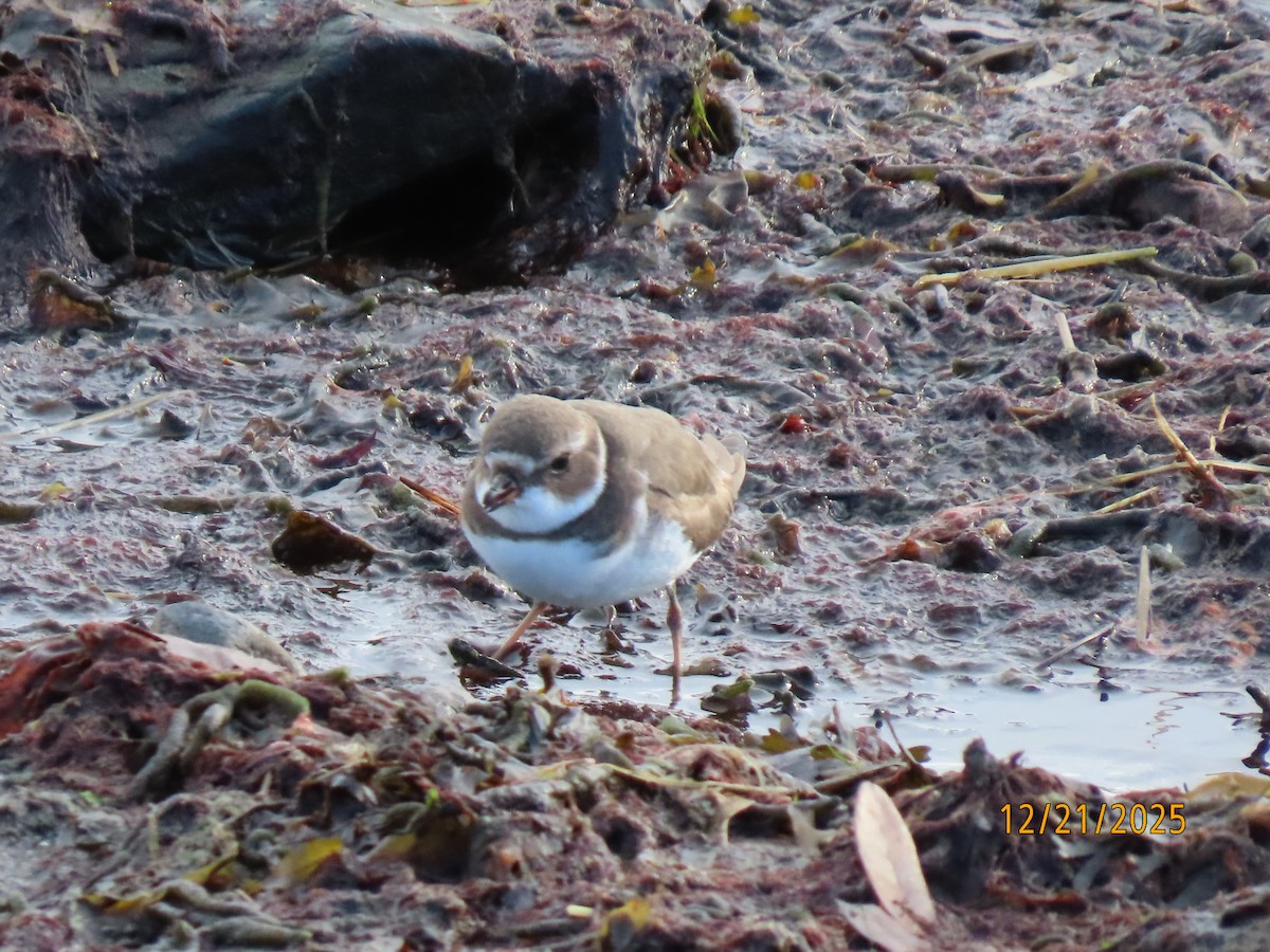 Semipalmated Plover - ML647312755