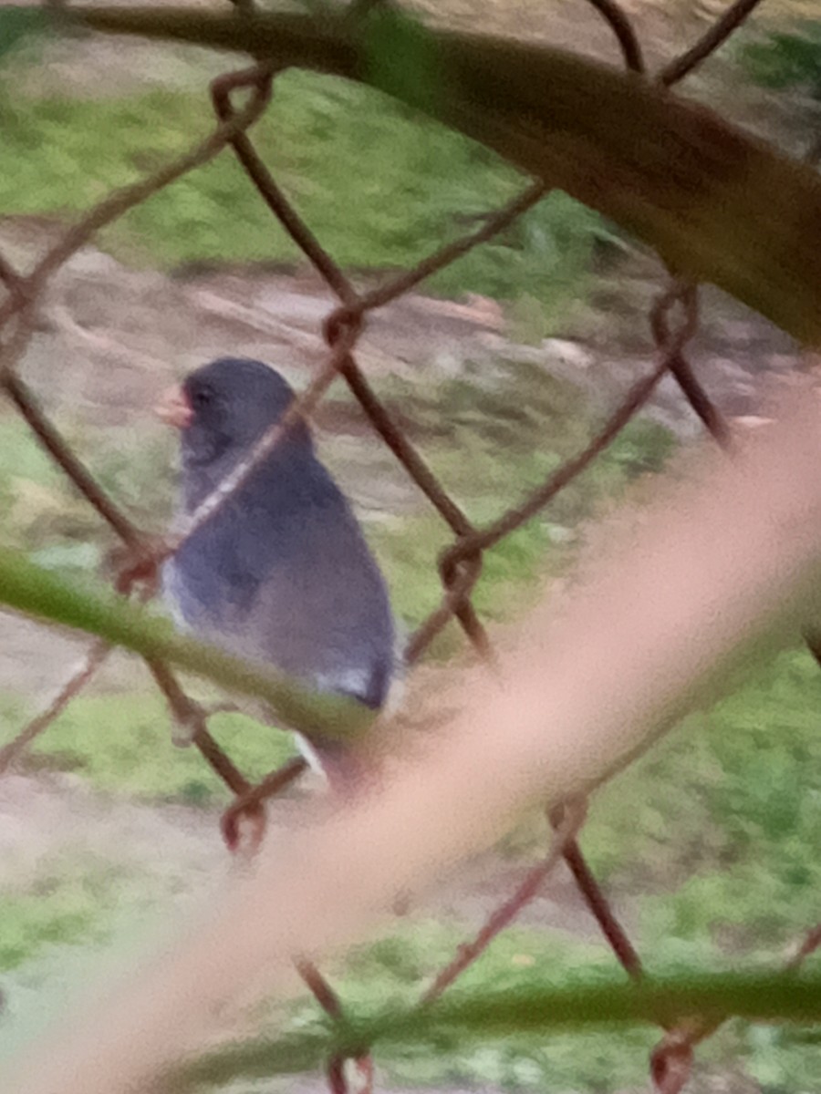 Gray Seedeater - ML647312761