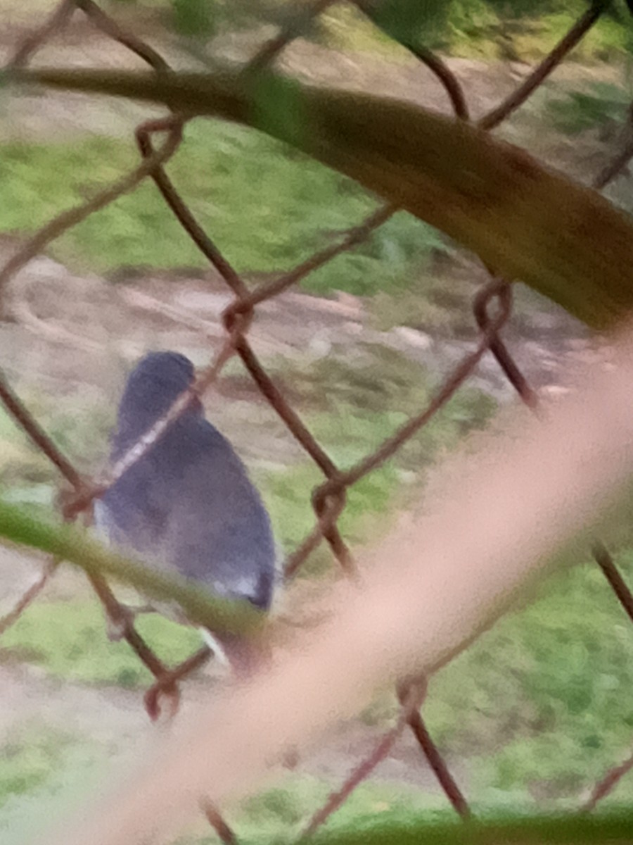 Gray Seedeater - ML647312762