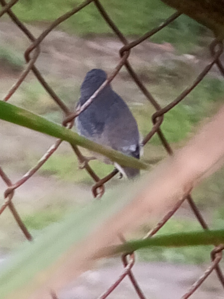 Gray Seedeater - ML647312764