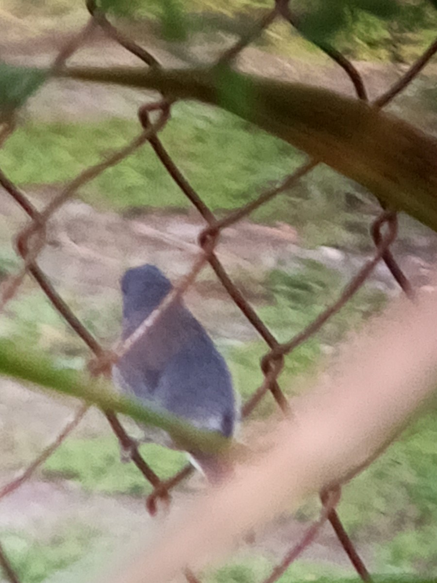 Gray Seedeater - ML647312765