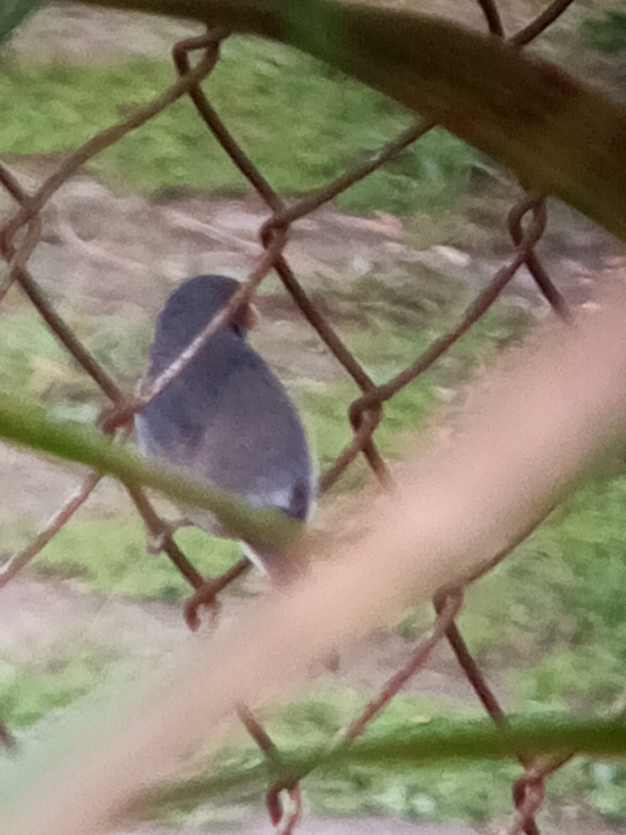 Gray Seedeater - ML647312766