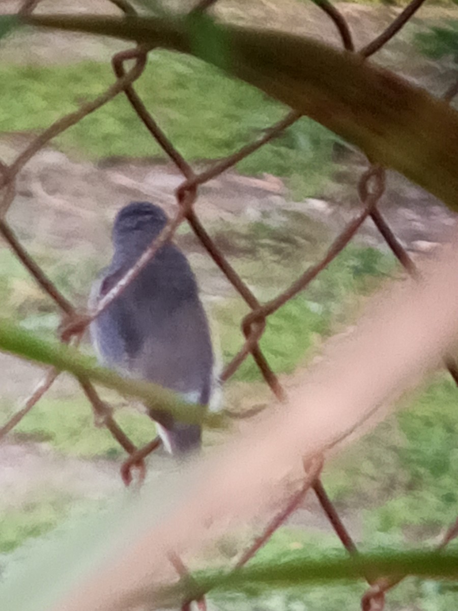 Gray Seedeater - ML647312767