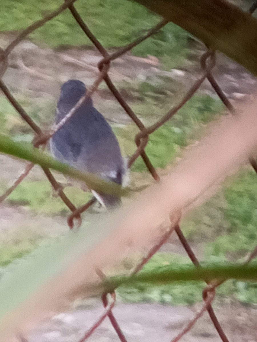 Gray Seedeater - ML647312768