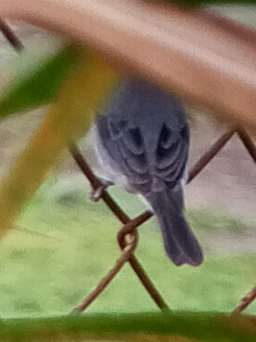 Gray Seedeater - ML647312769