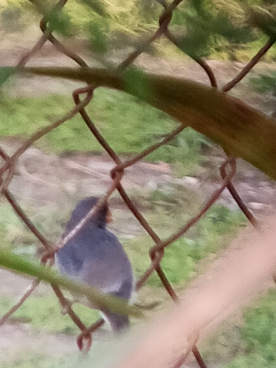 Gray Seedeater - ML647312770