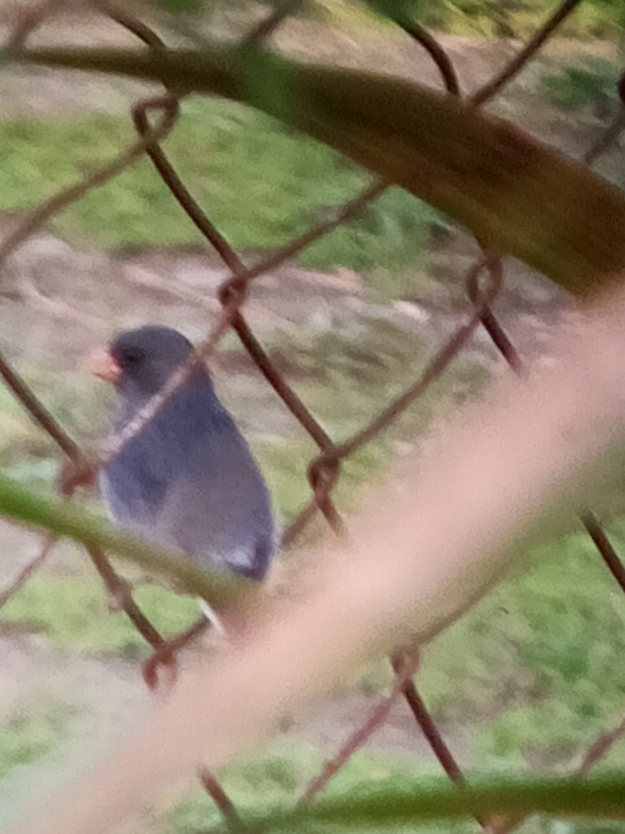 Gray Seedeater - ML647312771