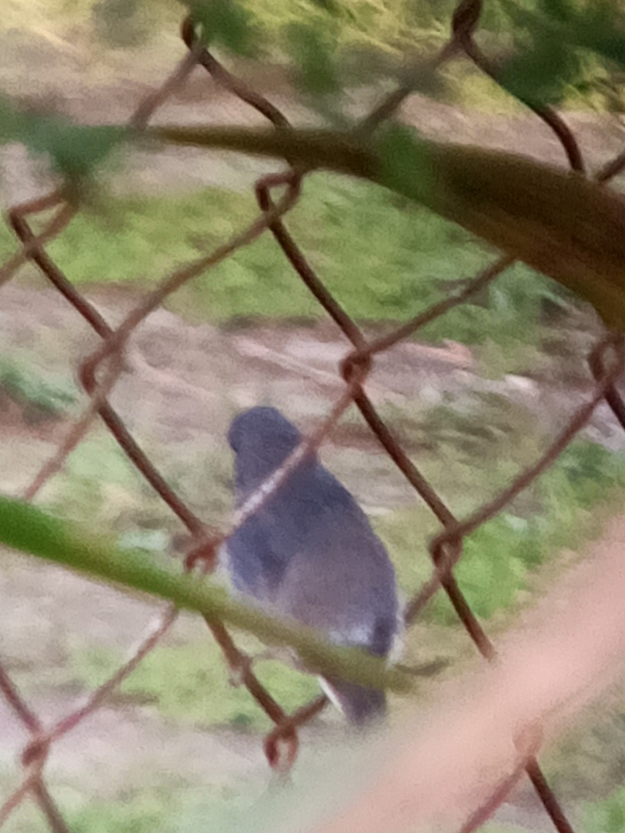 Gray Seedeater - ML647312774