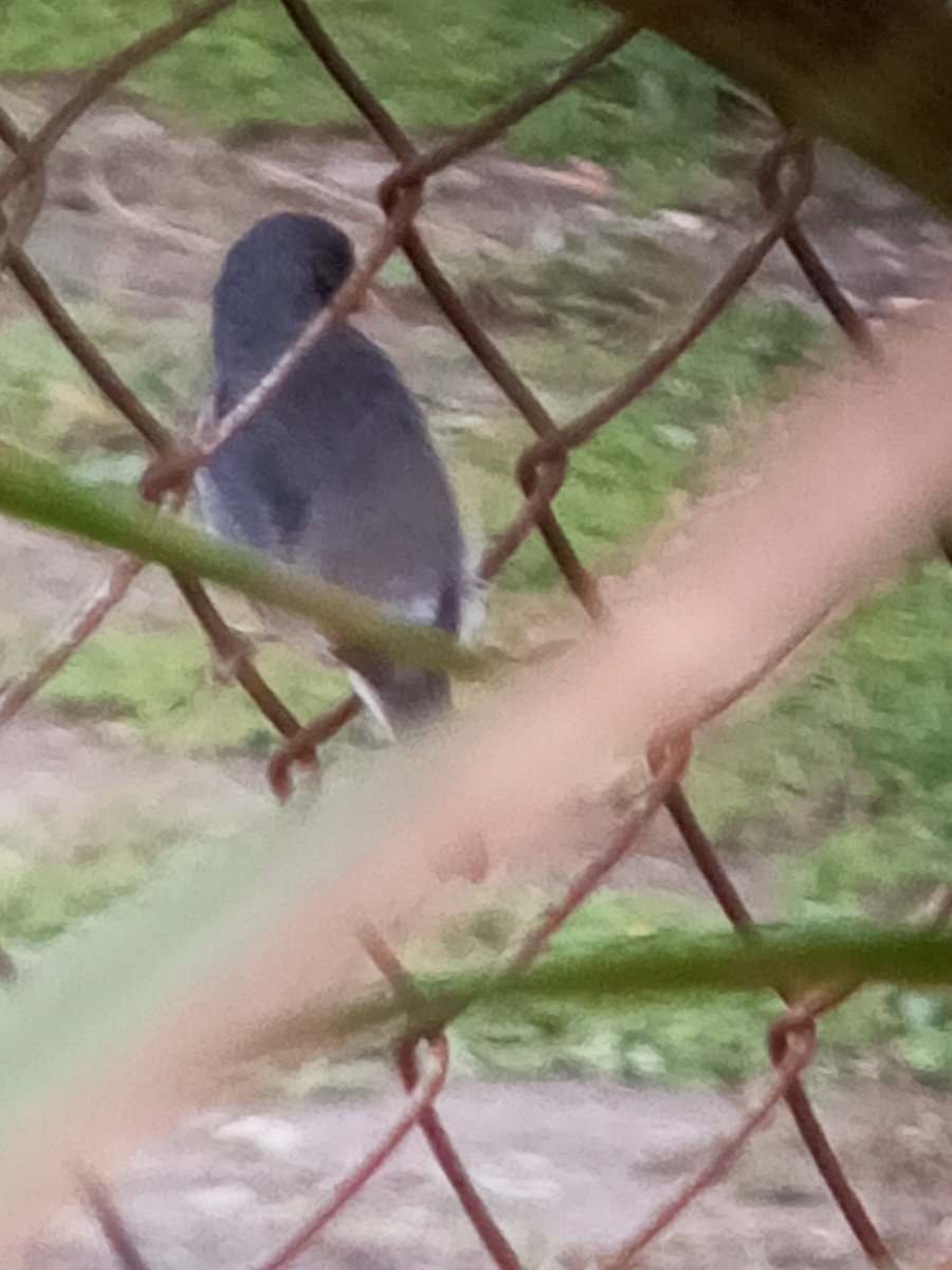 Gray Seedeater - ML647312776