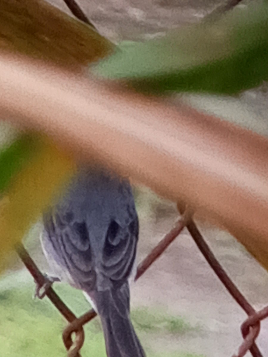 Gray Seedeater - ML647312778