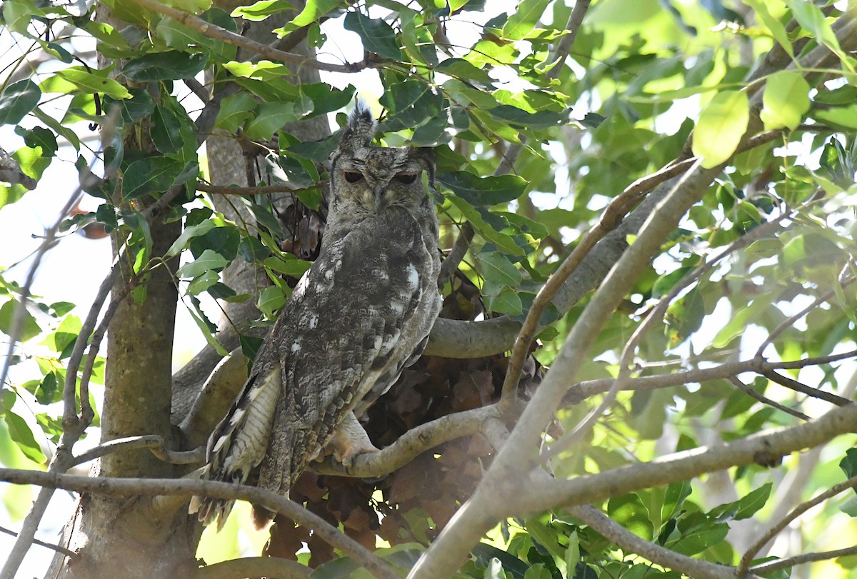Grayish Eagle-Owl - ML647312790