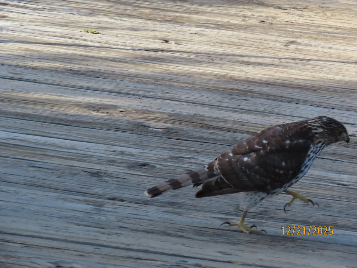 Cooper's Hawk - ML647312793
