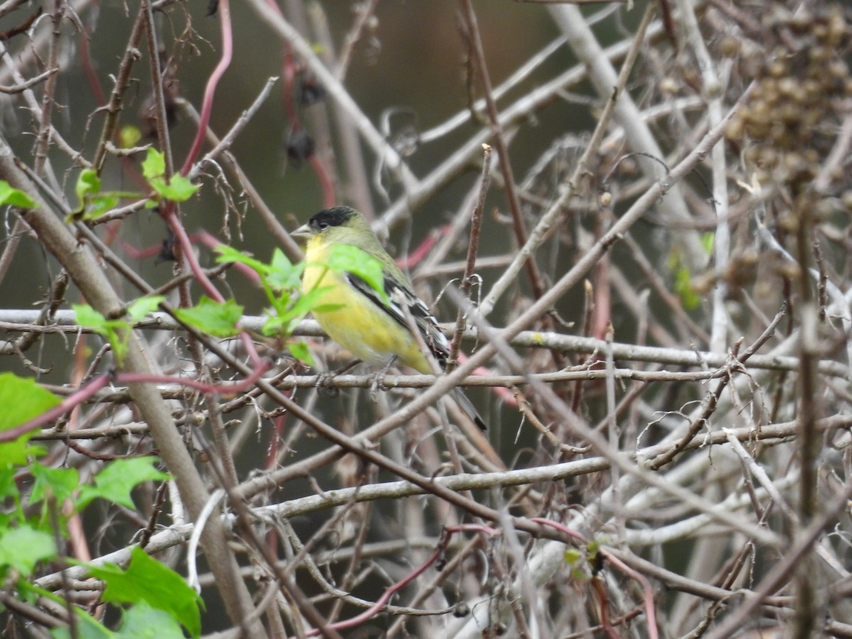 Lesser Goldfinch - ML647312794