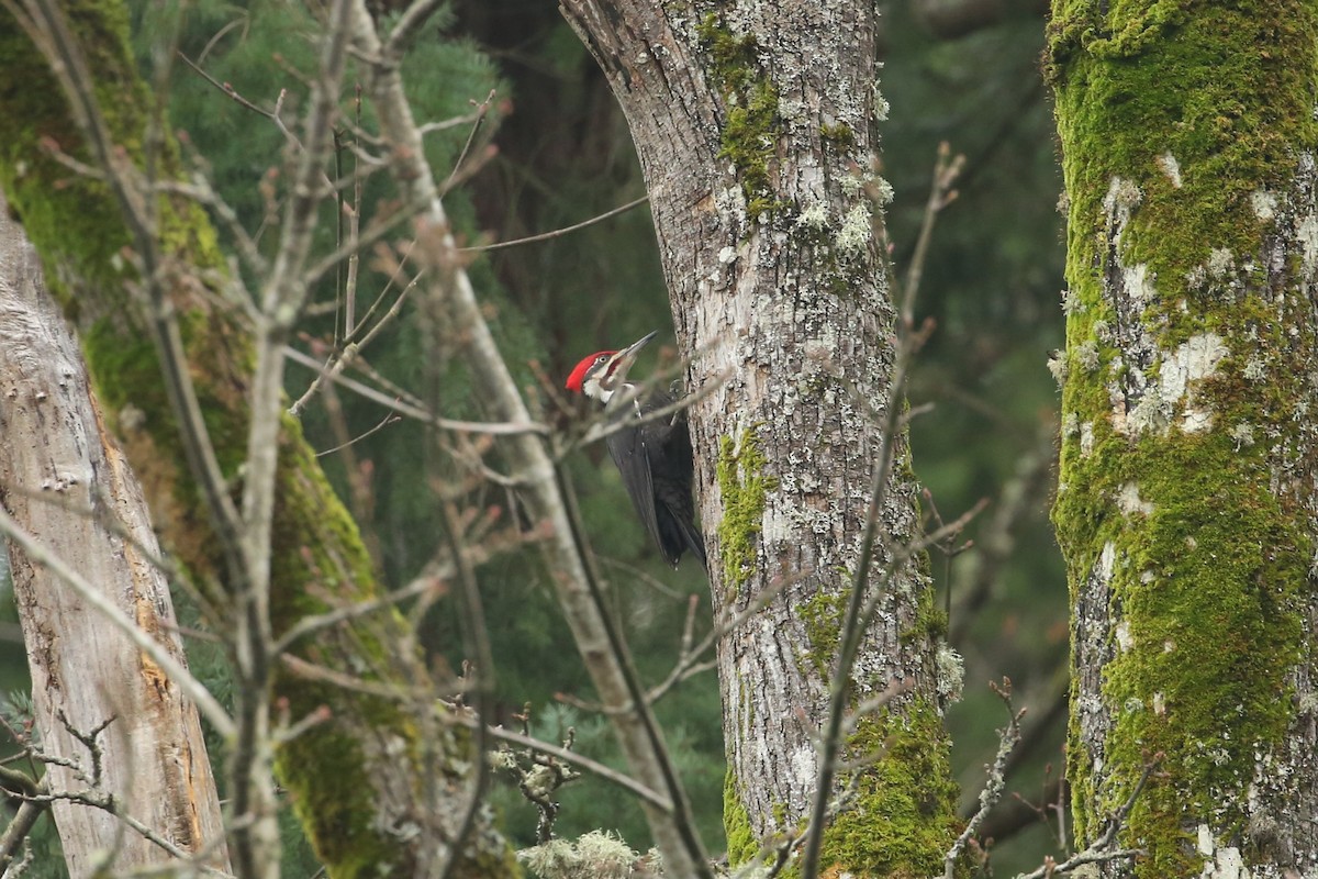 Pileated Woodpecker - ML647312795