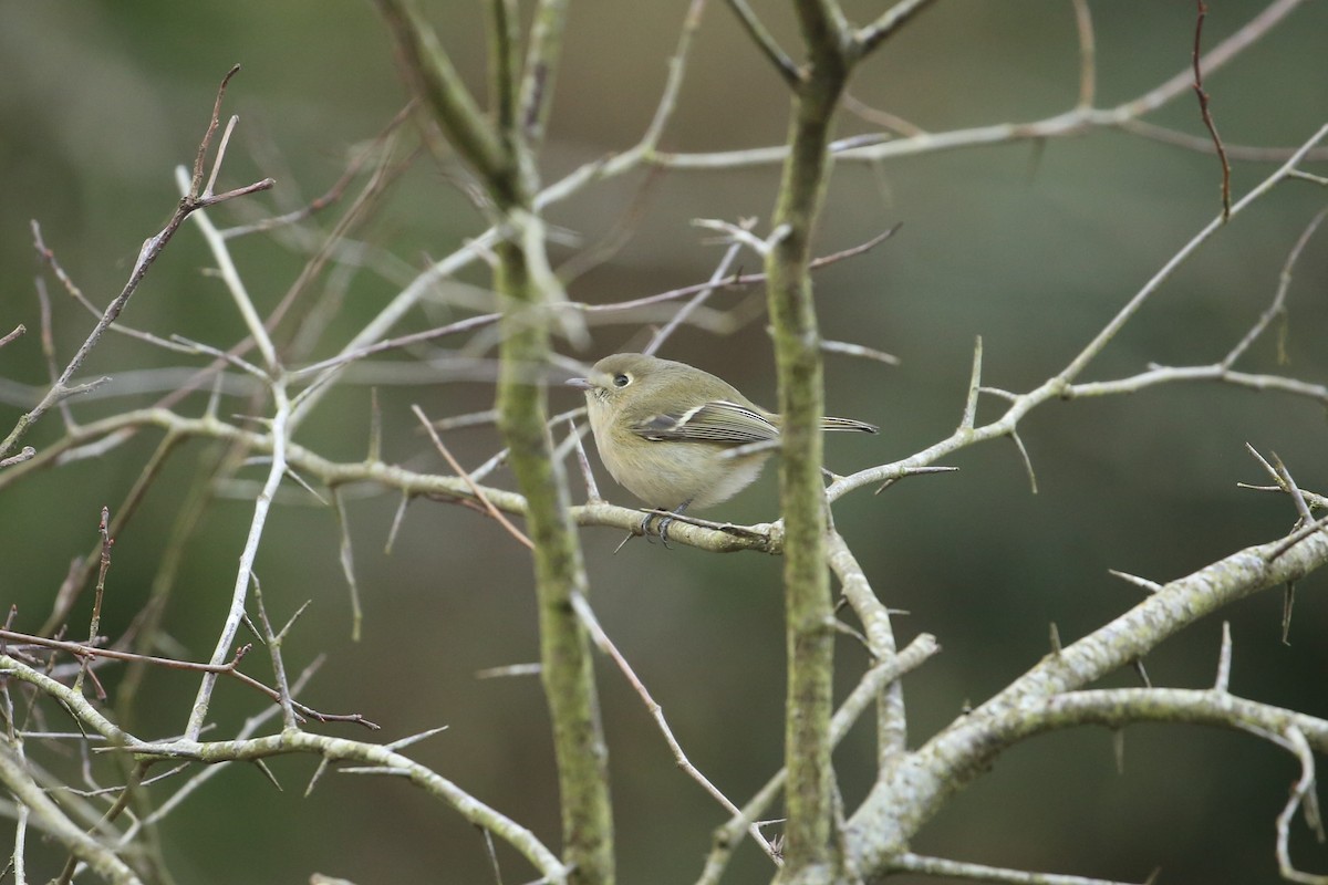 Hutton's Vireo - ML647312800