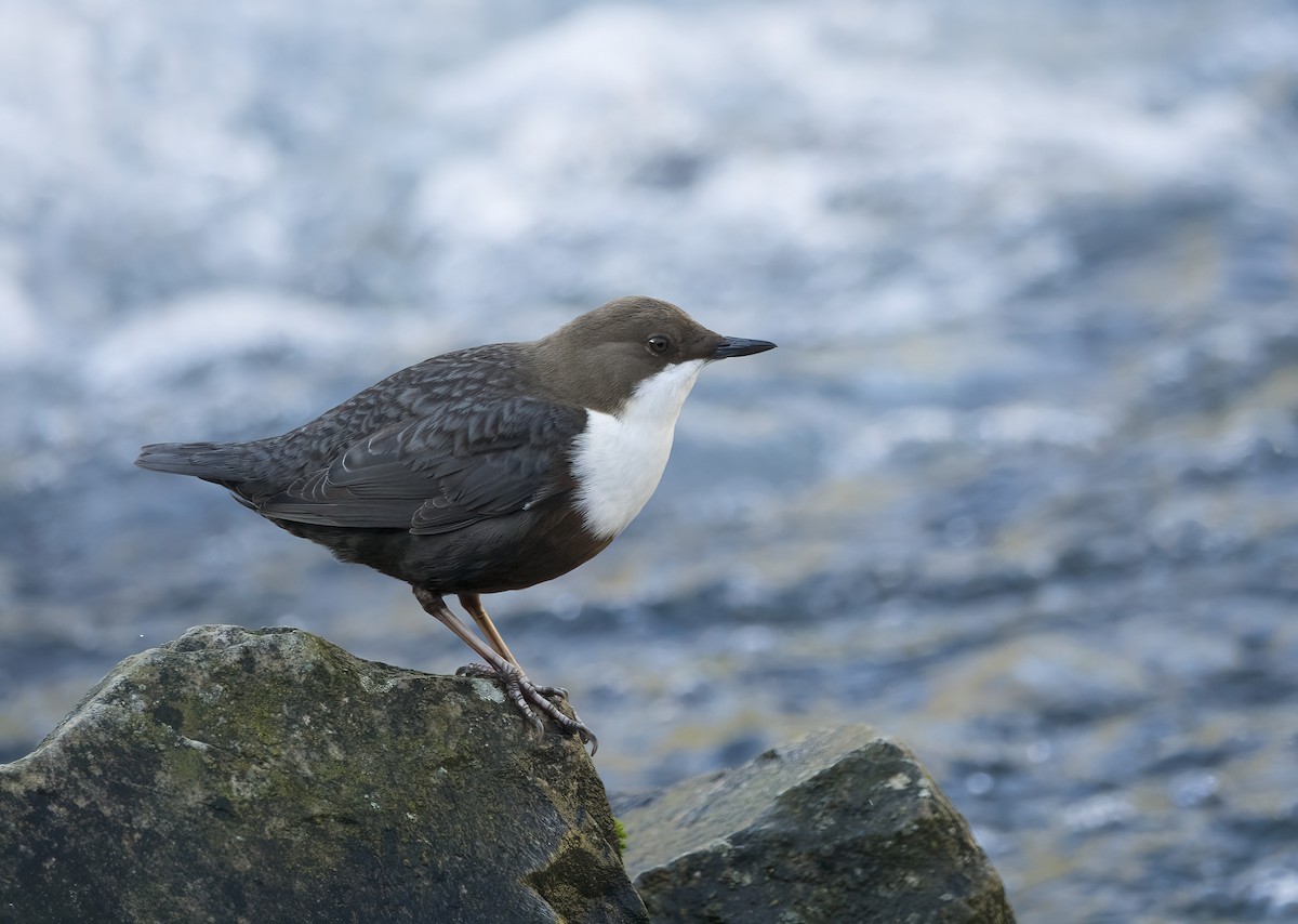 White-throated Dipper - ML647312802