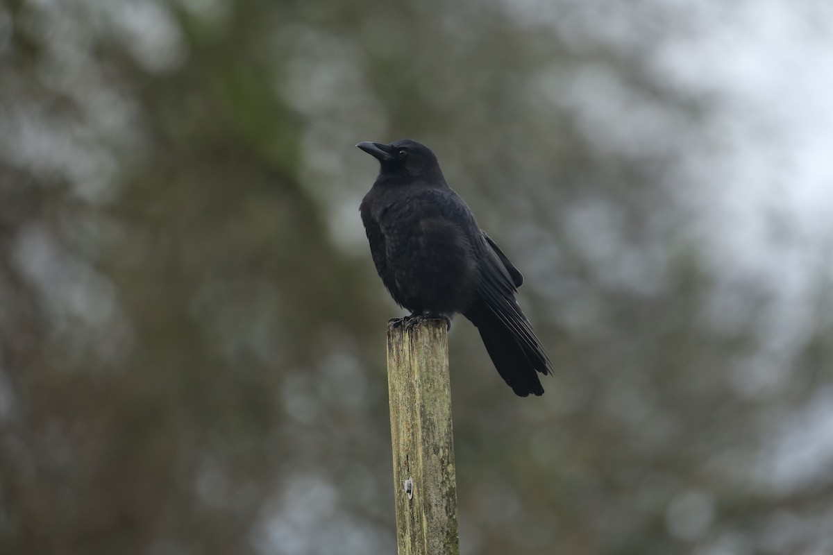 American Crow - ML647312804