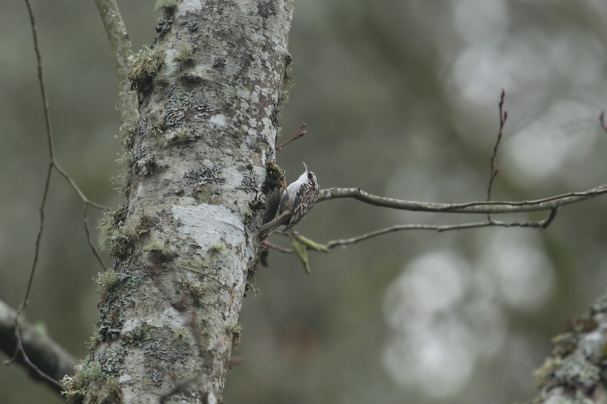 Brown Creeper - ML647312807