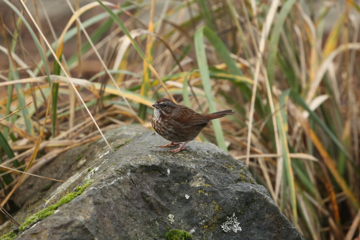 Song Sparrow - ML647312820