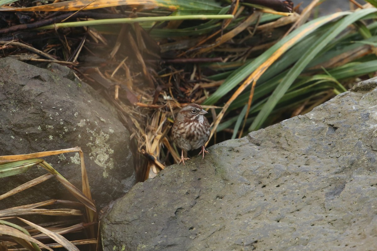Song Sparrow - ML647312821