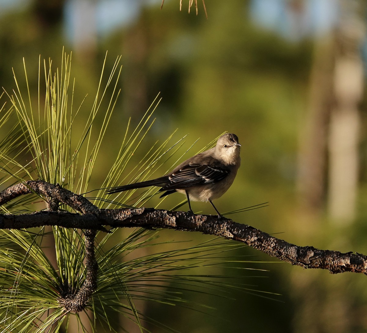 Пересмішник багатоголосий - ML647312825