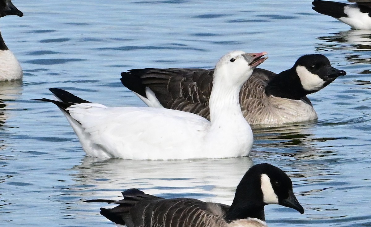 Ross's Goose - ML647312847