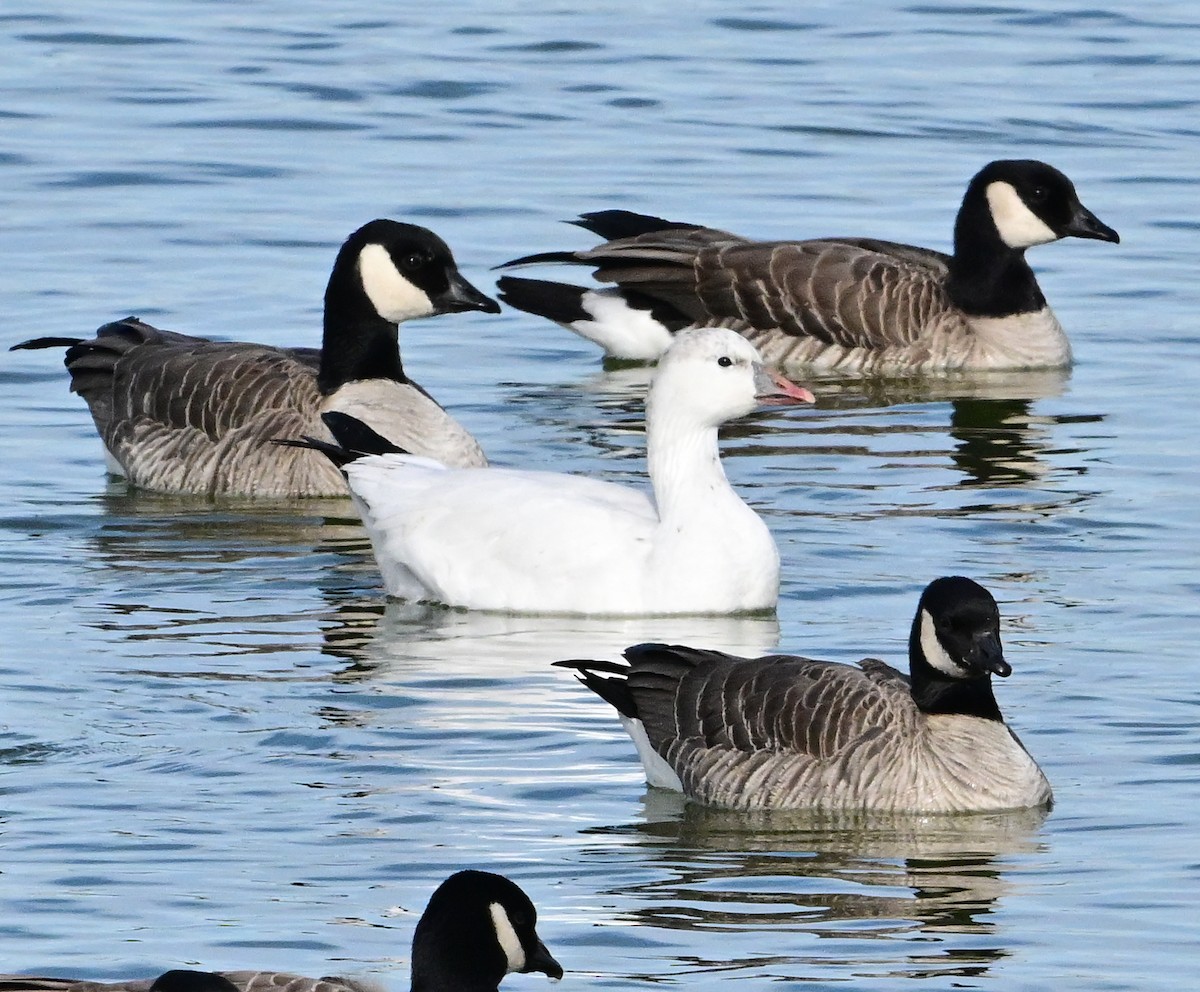 Ross's Goose - ML647312848