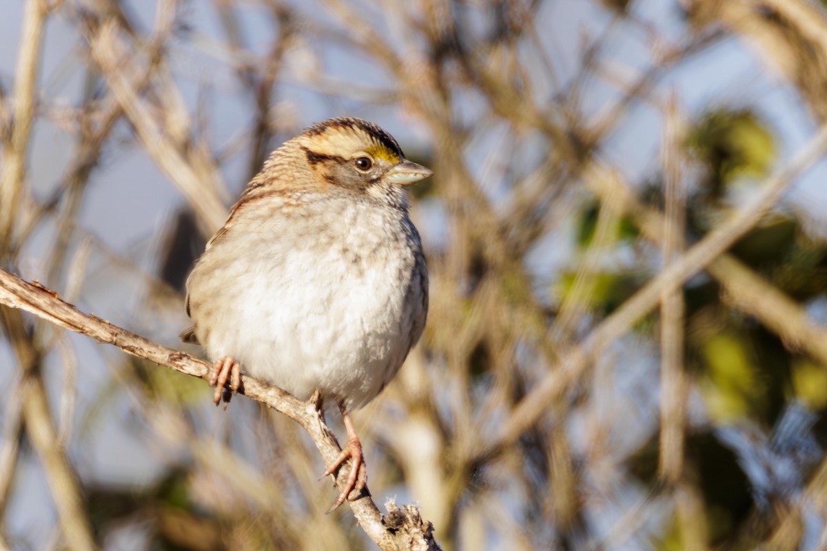 White-throated Sparrow - ML647312850