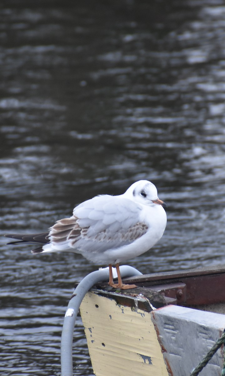 Black-headed Gull - ML647312857