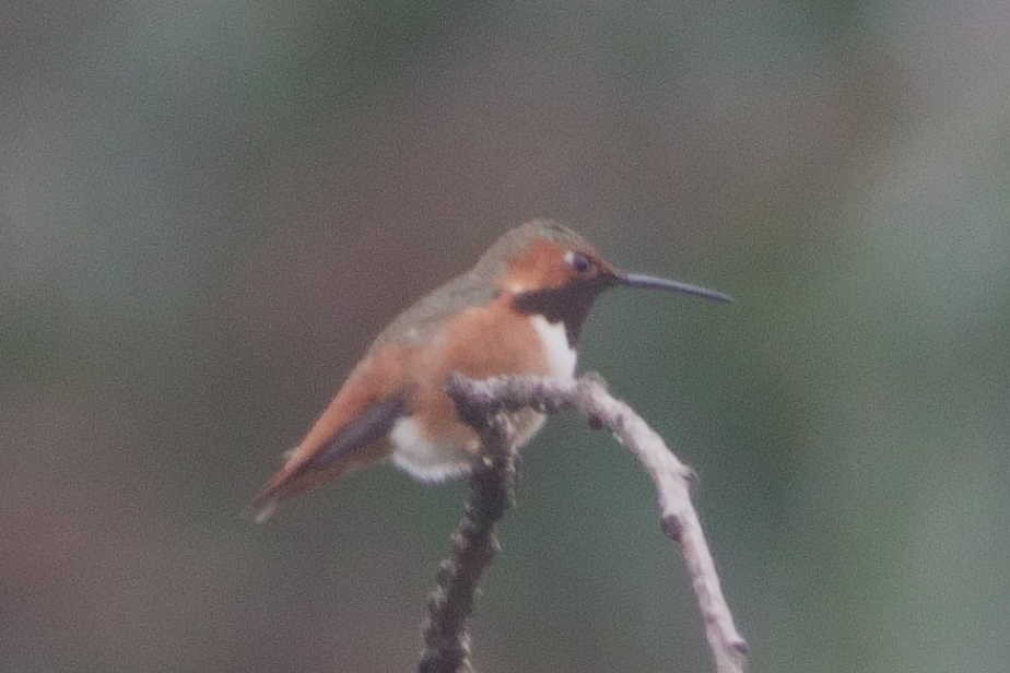 Allen's Hummingbird - ML647312895