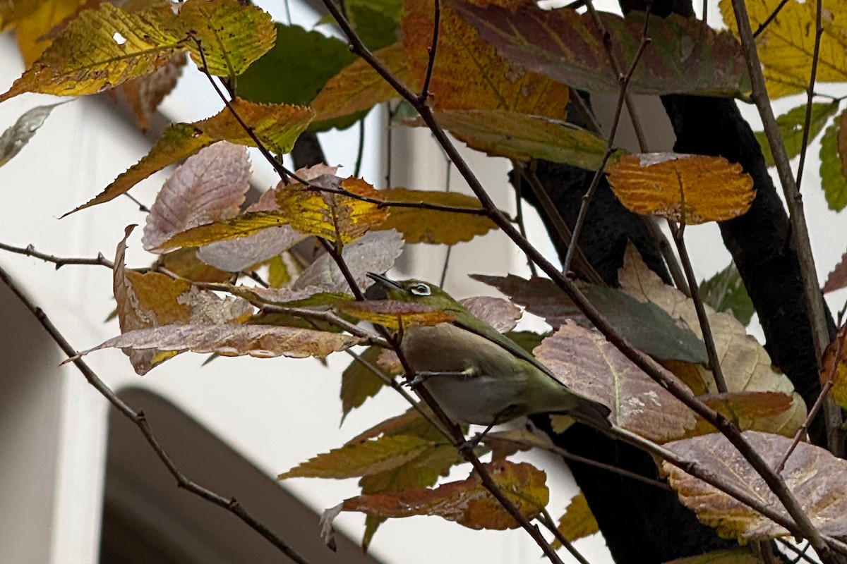 日菲繡眼 - ML647312909