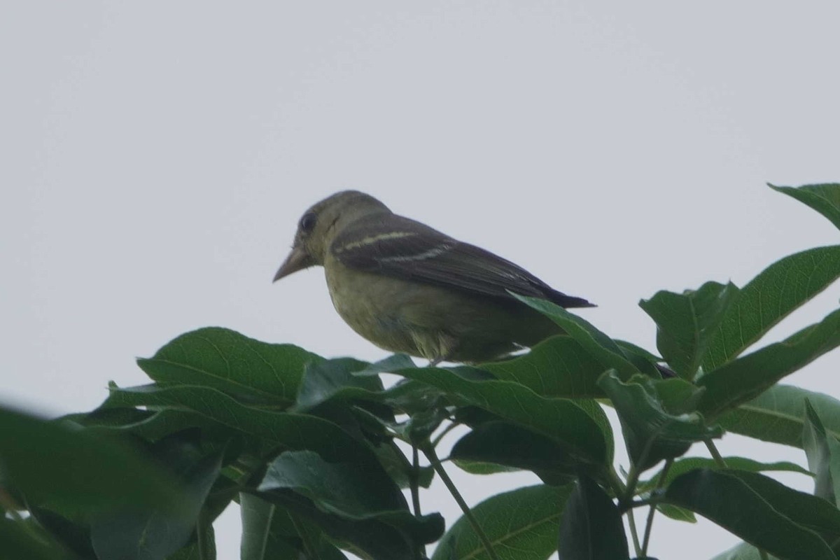 Western Tanager - ML647312932