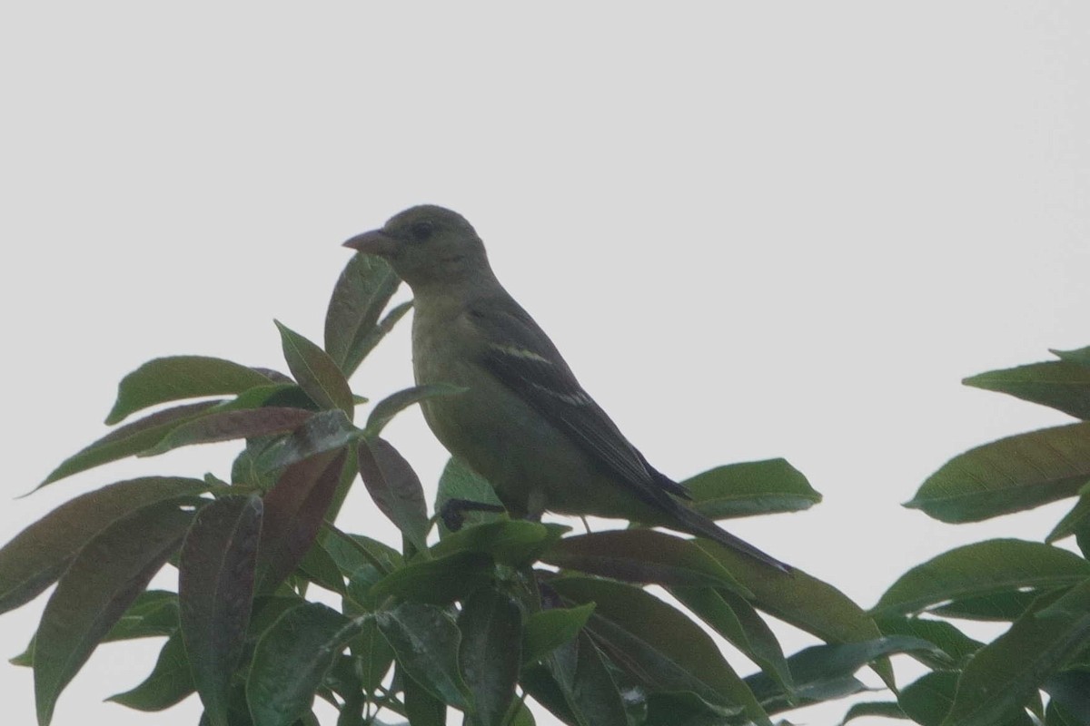 Western Tanager - ML647312935