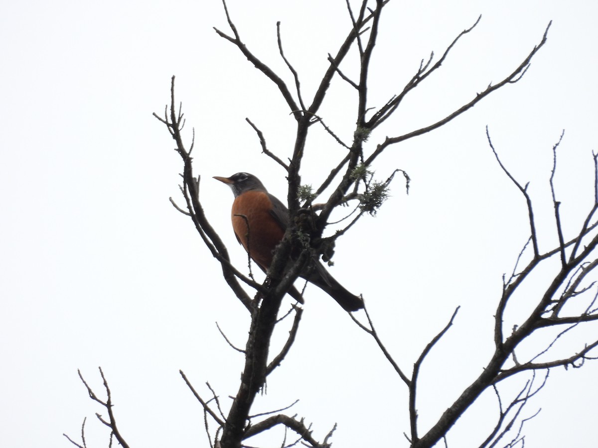 American Robin - ML647312954