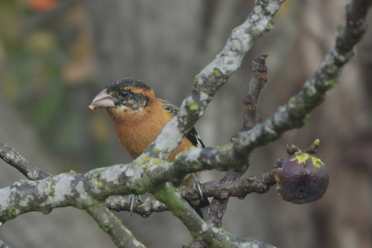 Black-headed Grosbeak - ML647312959