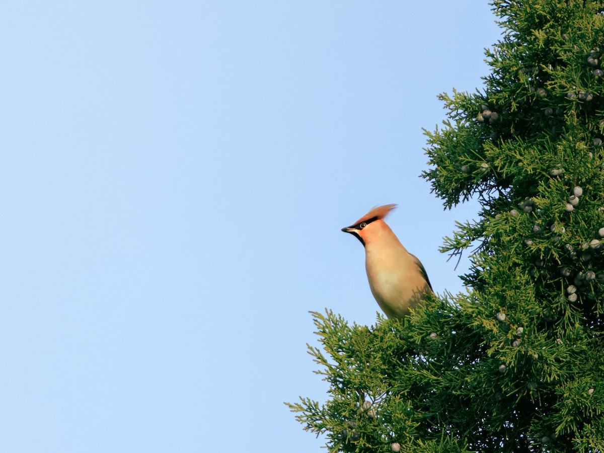 Bohemian Waxwing - ML647312972