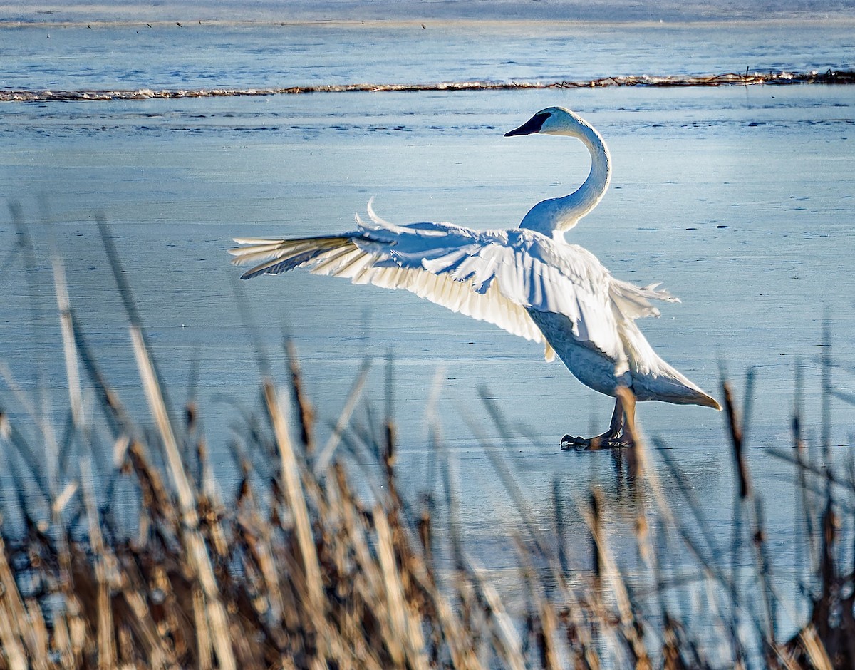 Лебідь-трубач - ML647313023