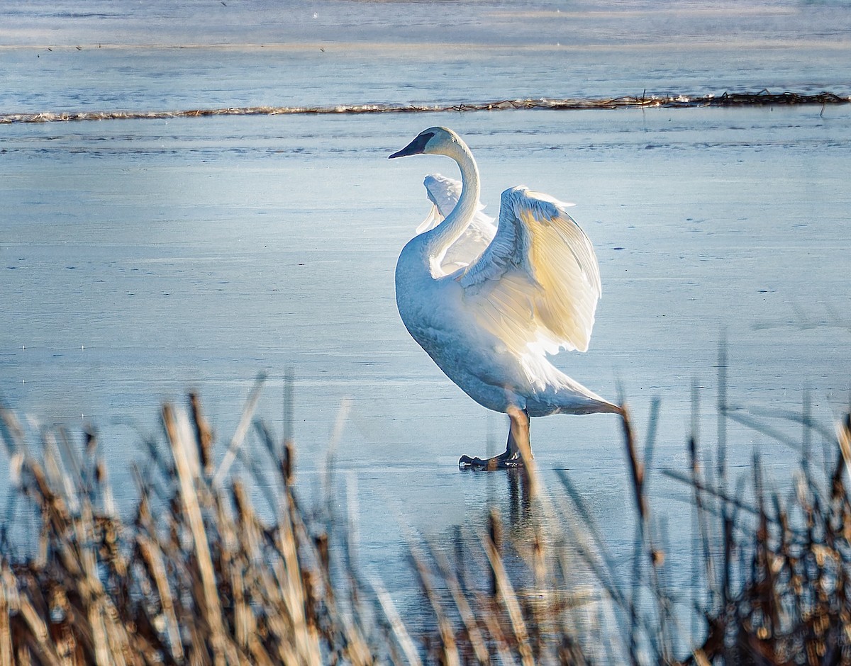 Лебідь-трубач - ML647313024