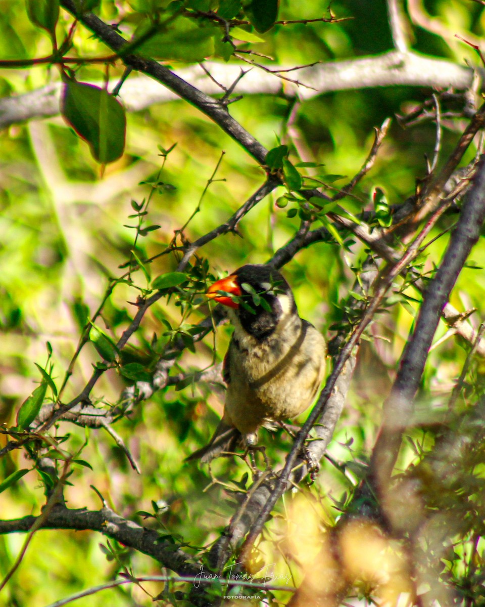 Golden-billed Saltator - ML647313033