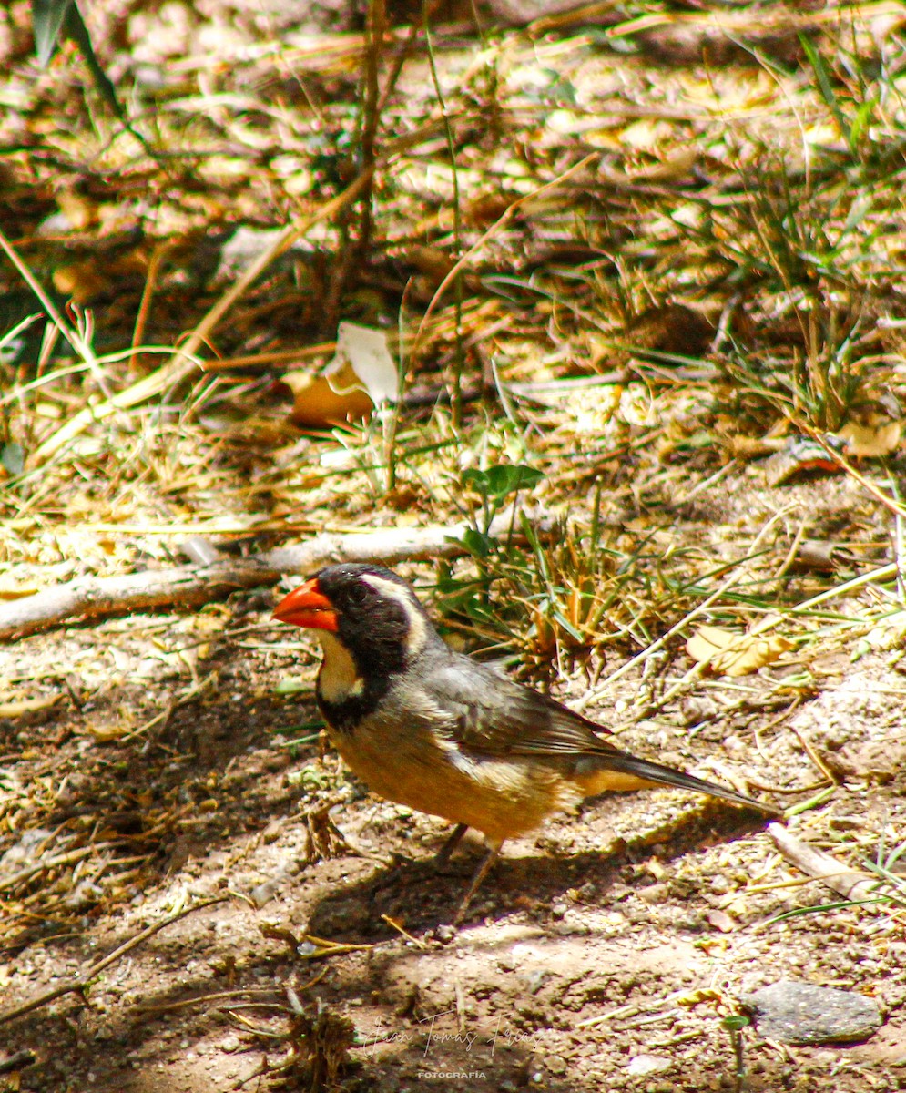 Golden-billed Saltator - ML647313034