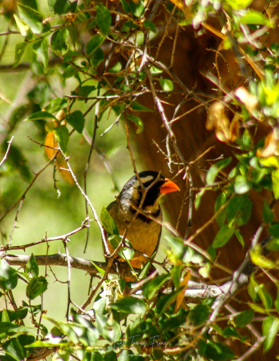 Golden-billed Saltator - ML647313035