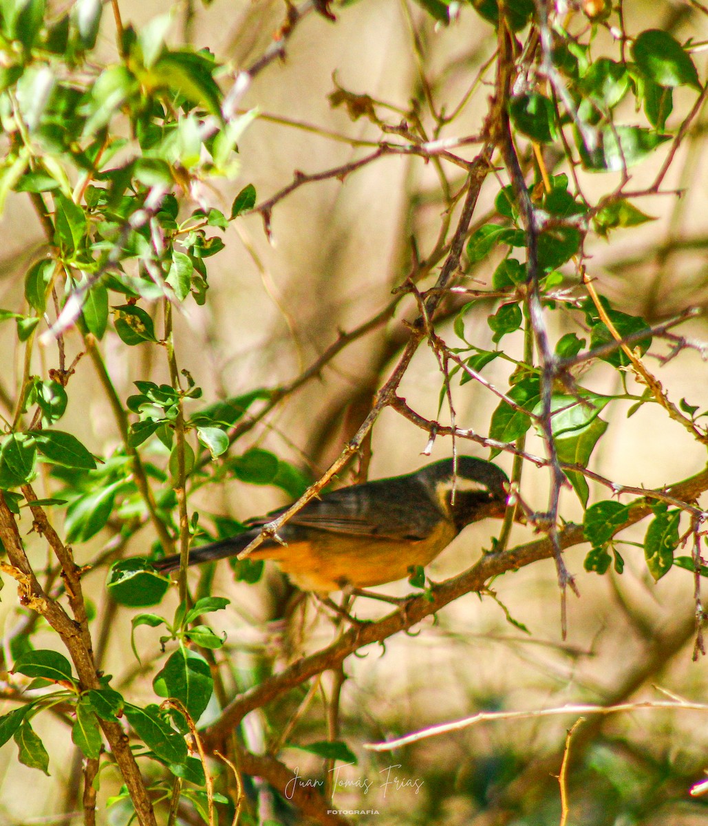 Golden-billed Saltator - ML647313037