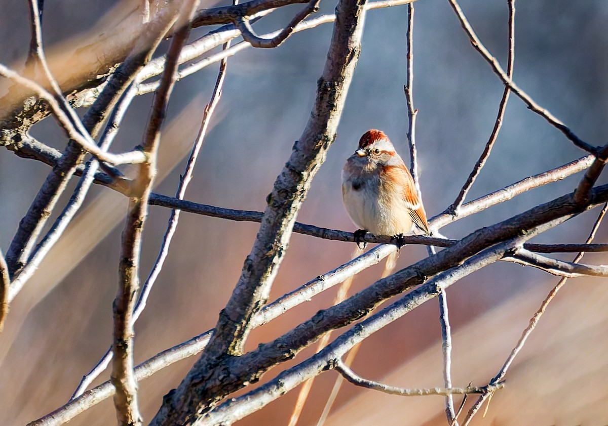 Пасовник північний - ML647313039