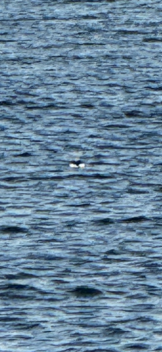 hoholka lední - ML647313063