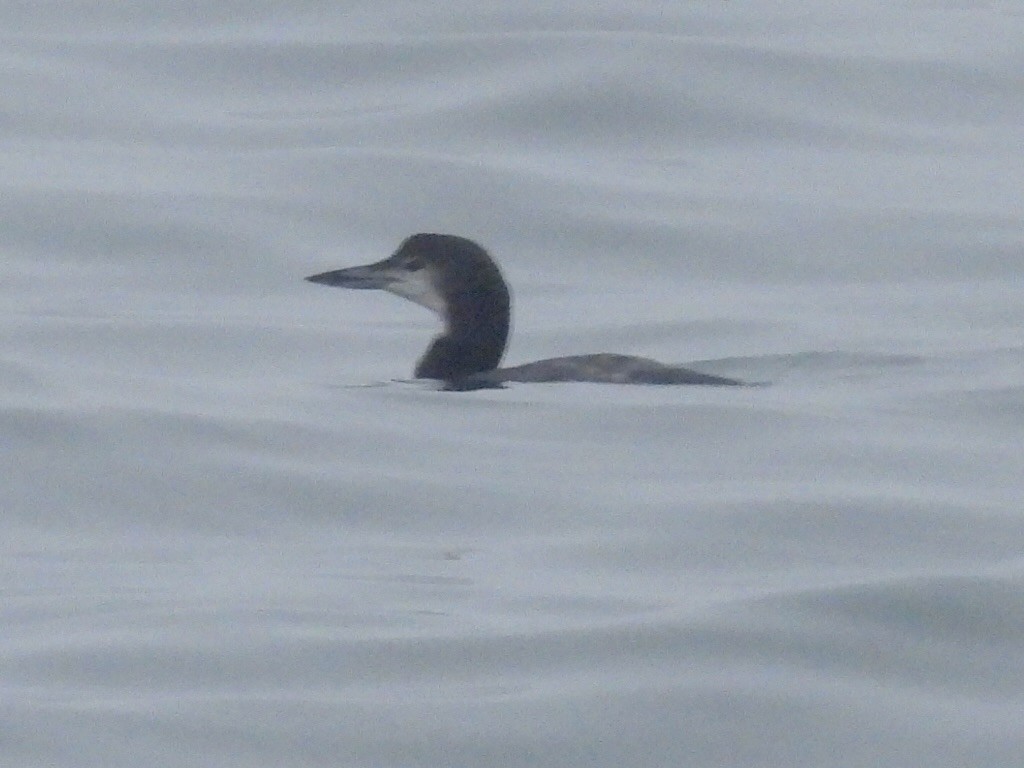 Common Loon - ML647313069